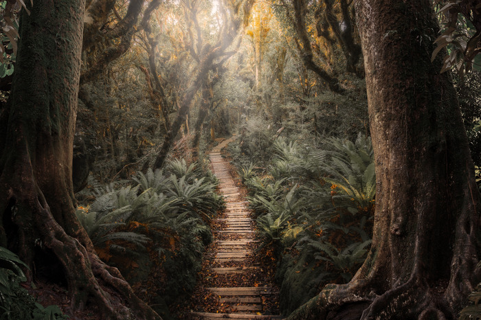 Un chemin fait de planches de bois dans une forêt dense