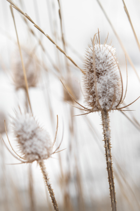 Herbes dans un champ recouvert de neige