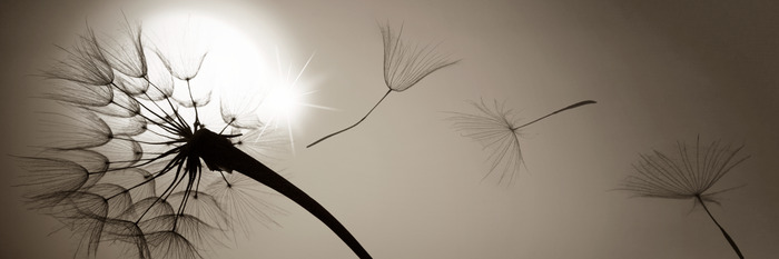 Pissenlit et graines sur fond de soleil en noir et blanc