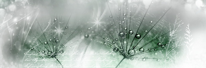 Pissenlits dans une lumière verte froide avec du texte