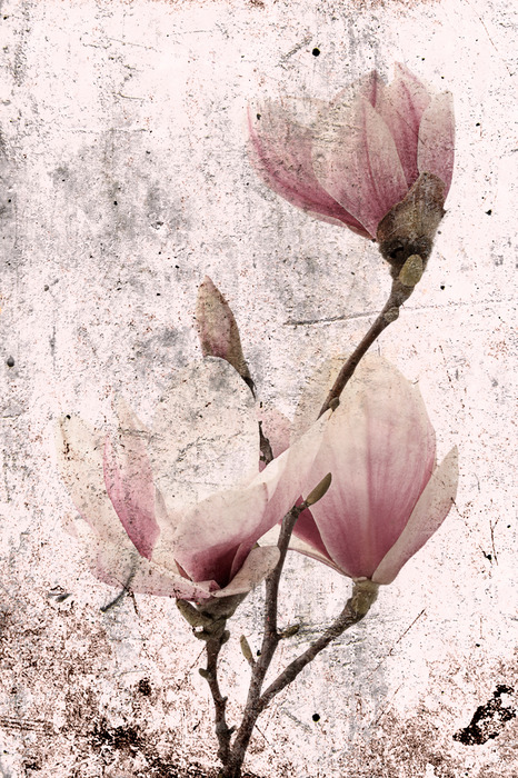 Des magnolias dans des tons de rose sur un fond beige