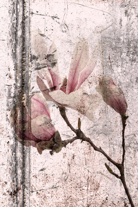 Délicates fleurs de magnolia sur une surface vieillie