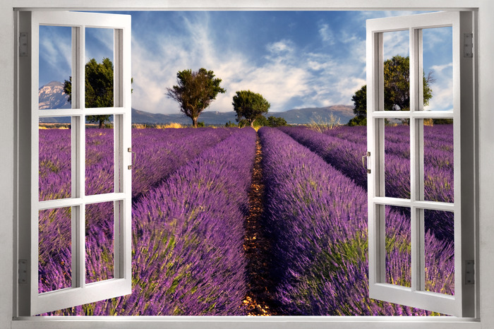 Vue depuis la fenêtre sur la lavande violette