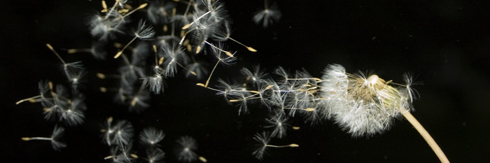 Le pissenlit répand ses graines dans l'obscurité