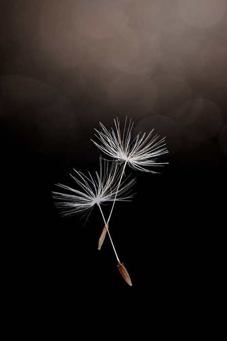 Graines de pissenlit volantes sur fond sombre