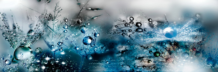 Des gouttes bleues sur des pissenlits délicats