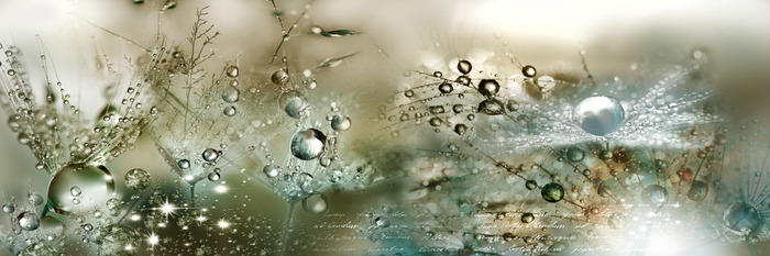 Gros plan de gouttes de rosée sur des graines de pissenlit