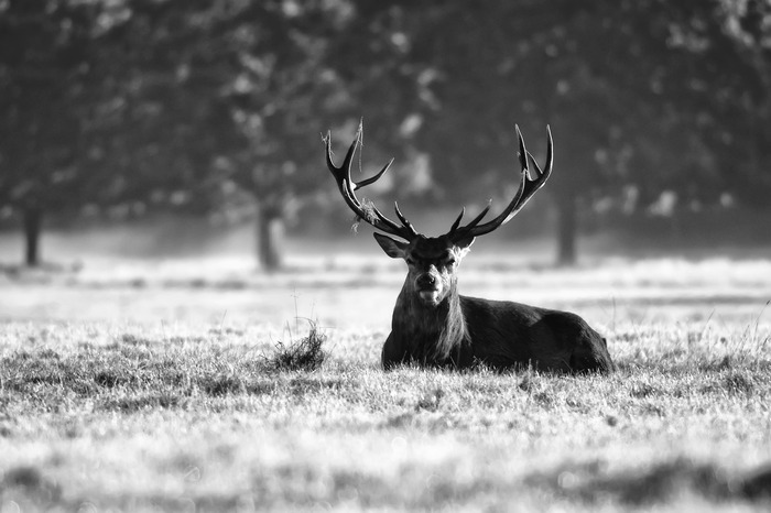 Photo en noir et blanc d'un cerf