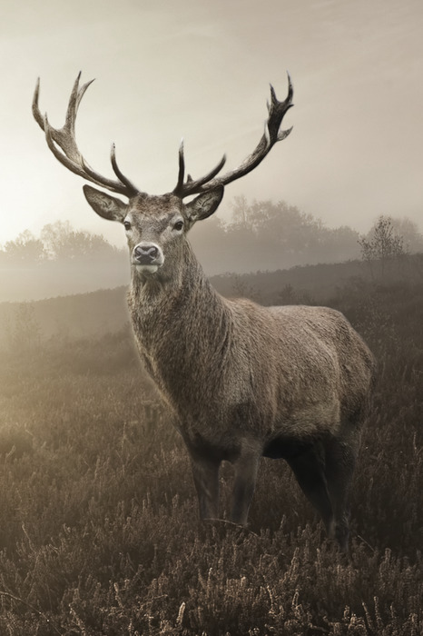 Un cerf se tient debout dans le brouillard matinal