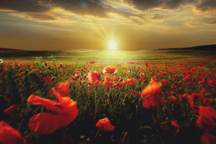 Des champs de coquelicots sous une lumière dorée