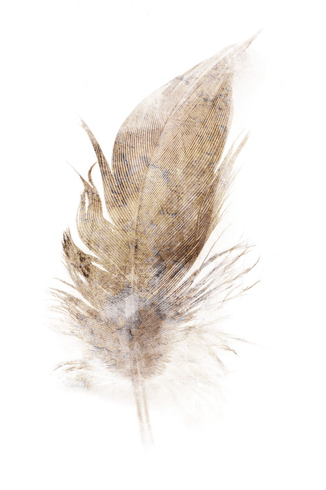 Une petite plume brune