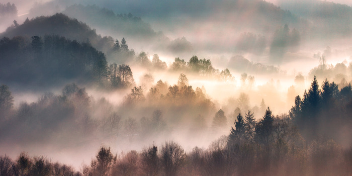 Collines boisées dans le brouillard matinal