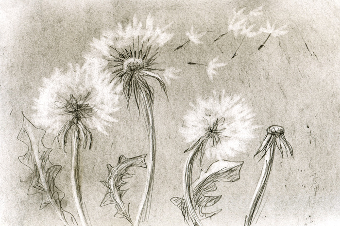 Dessin de pissenlits dont les graines s'envolent dans des tons de gris