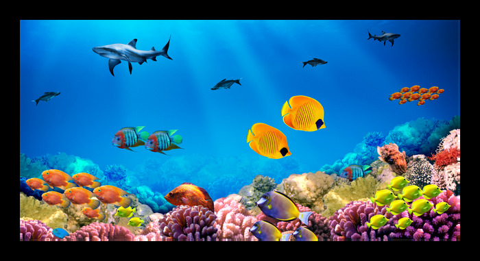 Poissons colorés dans l'océan avec un récif