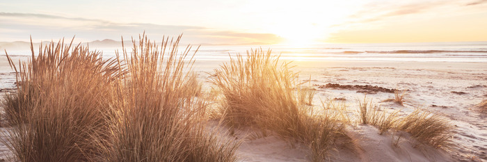 Dunes de sable avec des herbes dans une douce lumière