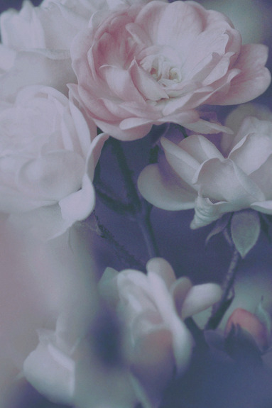 Morning roses (1 part) vertical