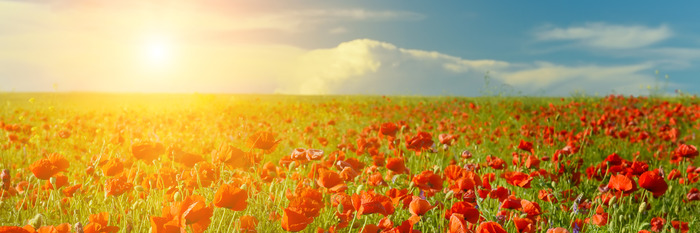 Coquelicots rouges sous la lumière du soleil d'été