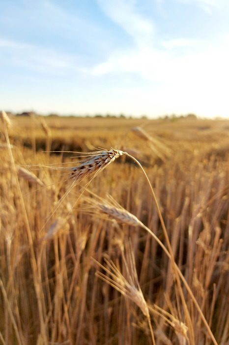 Gros plan sur un épi de maïs dans un champ de céréales
