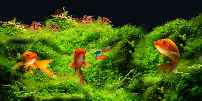 Poissons rouges sur fond de plantes vertes sous-marines