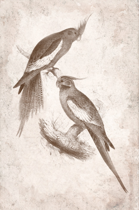 Croquis de perroquets sur papier beige