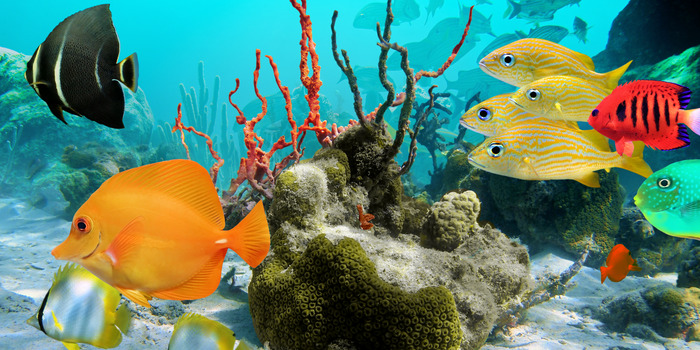 Poissons colorés et plantes sous-marines