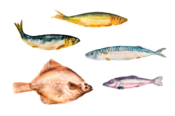 Poissons de différentes couleurs