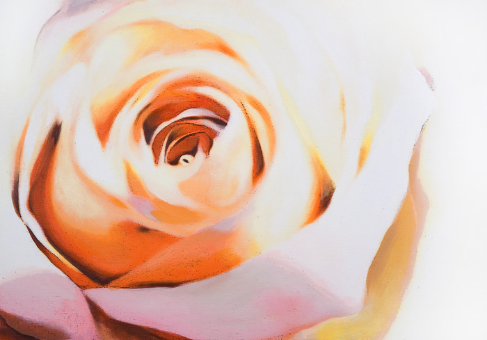 Gros plan d'une rose