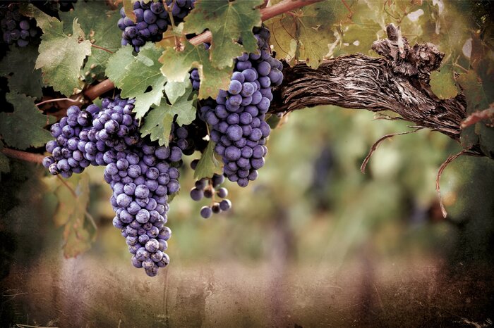 Grappes de vigne à l'ombre des feuilles vertes