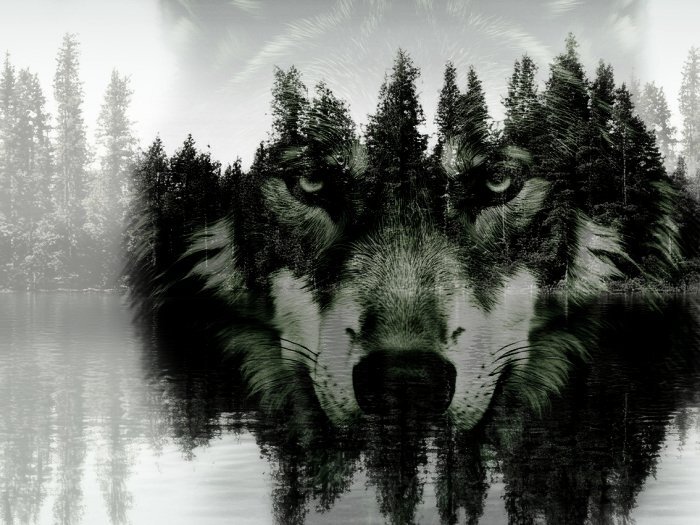 Un loup dans un paysage abstrait de forêt de conifères