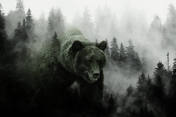 Silhouette mystérieuse d'un ours dans l'épais brouillard de la forêt