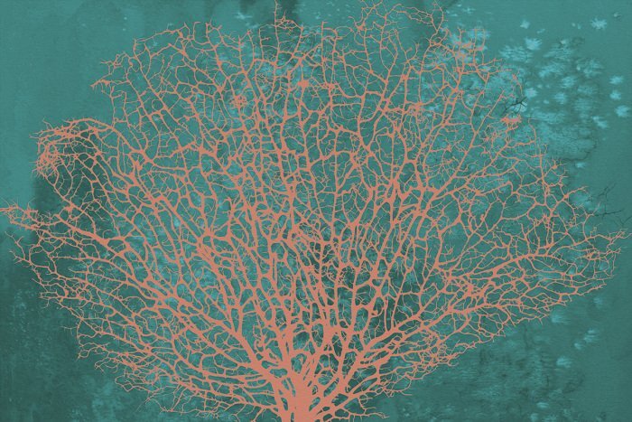 Croquis artistique d'un corail éventail