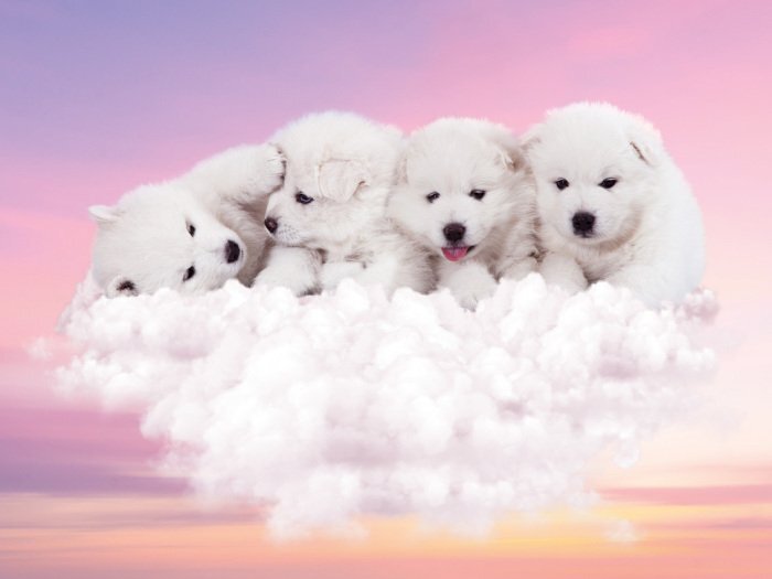 Petits chiens blancs sur un nuage duveteux