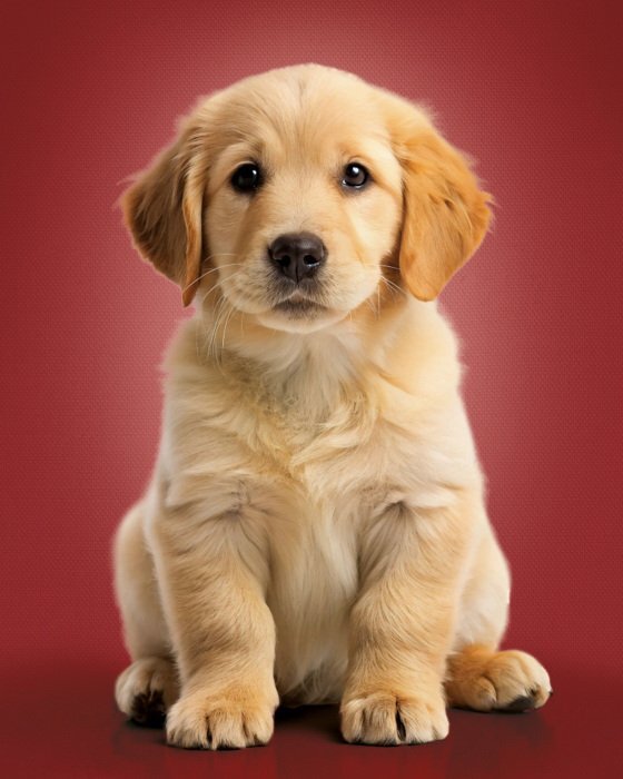 Adorable chiot golden retriever