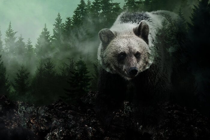 Un ours adulte dans une forêt dense de conifères