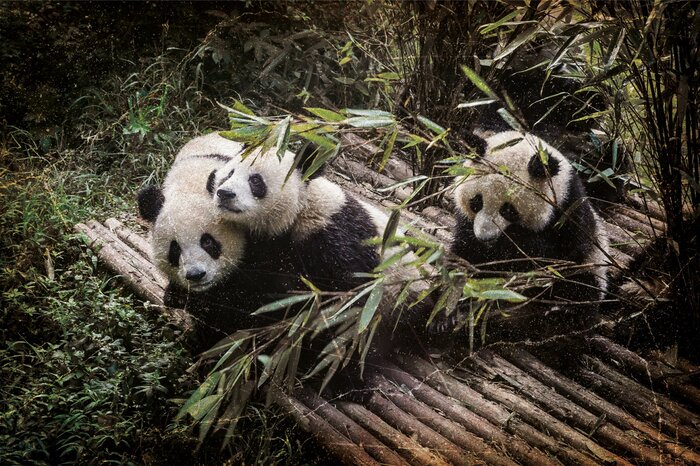 De jeunes pandas s'amusent ensemble