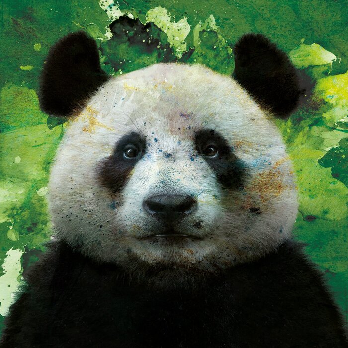 Panda noir et blanc sur fond aquarelle