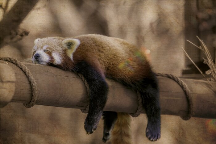 Un panda dort paisiblement parmi les branches de l'arbre