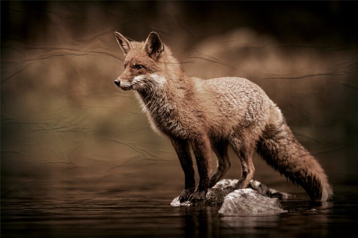 Un renard solitaire au milieu des eaux