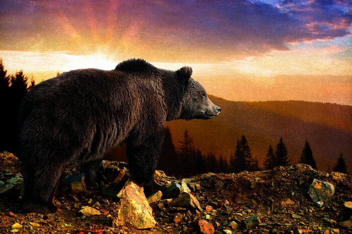 Un ours brun robuste se détachant sur un ciel doré
