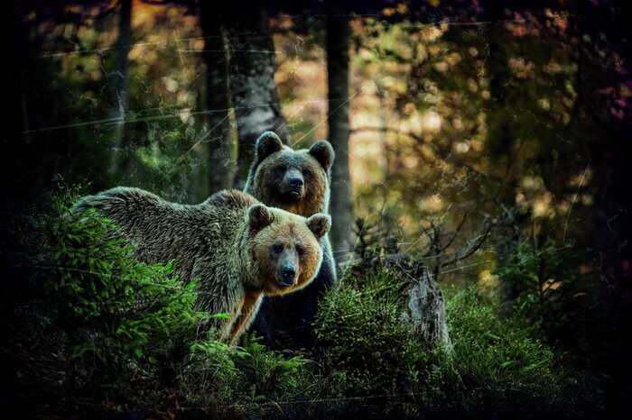 Des ours dans la forêt magique au crépuscule