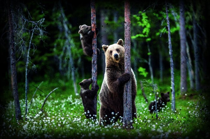 Une ourse adulte se promène avec ses petits parmi les arbres.
