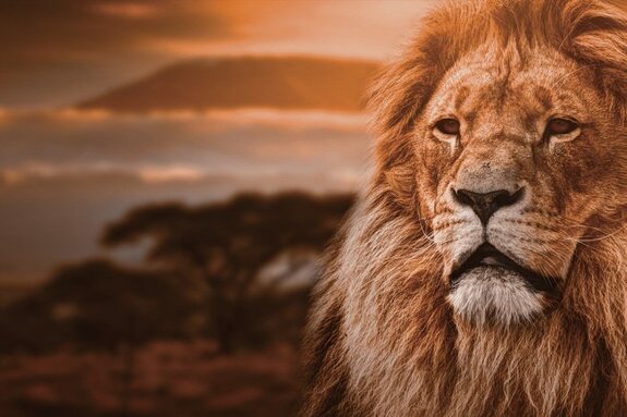 Portrait majestueux d&#39;un lion adulte sur fond de savane