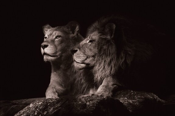 Lions adultes se reposant sur un rocher