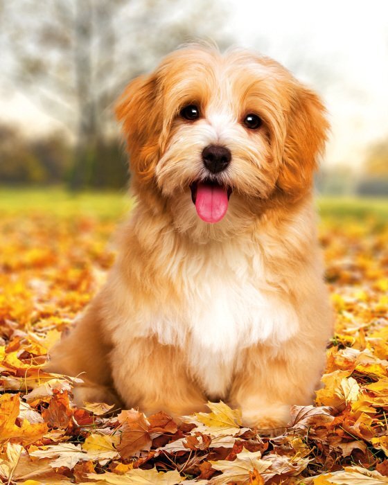 Scène d'automne avec un chien brun