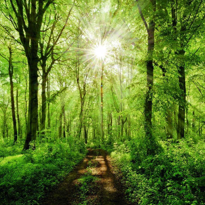 Lever de soleil sur une route forestière verdoyante