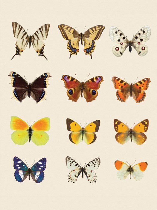 Papillons dans une palette colorée