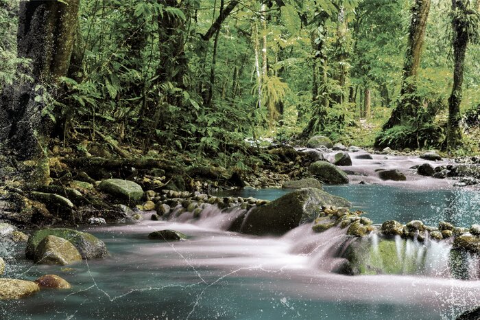 L'énergie propre de l'eau de forêt