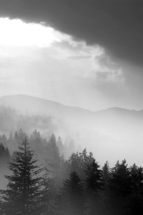 Une sombre forêt de conifères enveloppée d'un épais brouillard