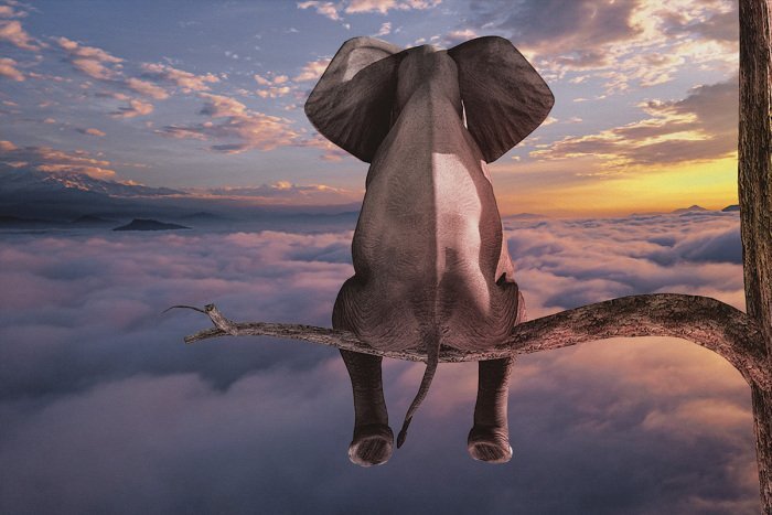 Éléphant mystérieux sur une branche entouré de nuages