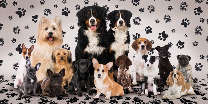 Chiens de race pure à la posture élégante